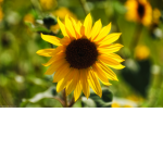 Sunflower People