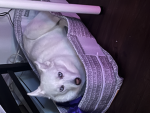 My cute husky respect her please:)