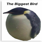 DA BIGGEST BIRD CLUB ! * +