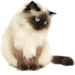 Glitch Kat