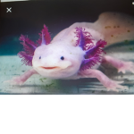 Axolotl group green and blue