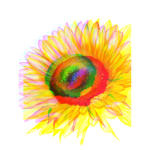 Pixie’s sunshine community
