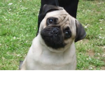 cat Pug