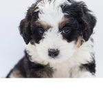 dogssss1000