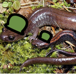 Salamander Army.