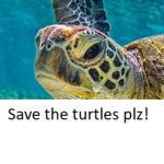 Turtles from the world