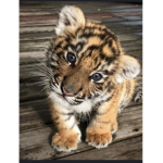 Die coolen Tiger