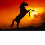 Horse people are awsome