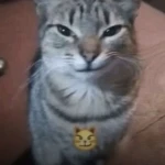 Meow Forge Group Thumbnail