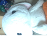 Bunny bonty