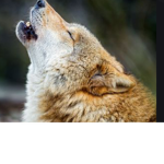 Chickens,Doges,and wolfs United
