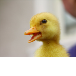 ducky testers