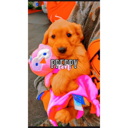 Preppy Con!