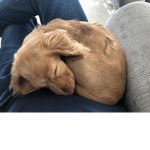 belle is this pup