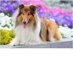 You gotta love dogs they cute and good for friend!