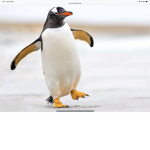 Penguin training