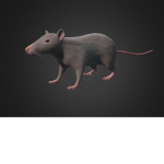 rats sewer group
