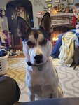 dogs in my room