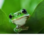 My children aka my baby froggggyyyyyyysss