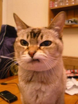 CAT JARD