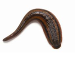 gruop Human Leech