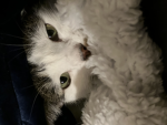 I_ Heartcats