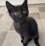 iisabella