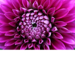 Hold_Flowers