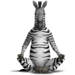 zebras is noce