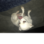 Dodgers if you don’t know what a dog is get out