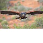 X-Hawk