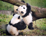 #Pandas so cute!
