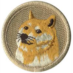 Doge Scouts