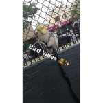 ~Birb Squad~