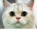 Robuxlu_KEDİ