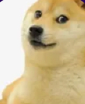 (DOGE HEHE)