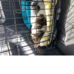 Hoppy sleeping