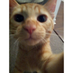 My little cats <3