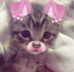 ‘ kitty’s ‘