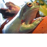 Frogged or frog avengers
