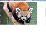 ##### the red panda fan group
