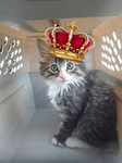 Boots' Kingdom
