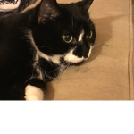 Milly the cute kitty