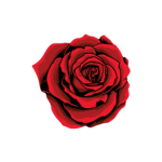「Rose」