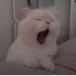 CatsKawaiis