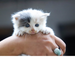 Animal Protection Society