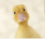 Ducky Army >:3