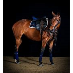 Indigo Polo Academy