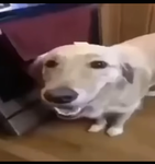 Butter, dog fans
