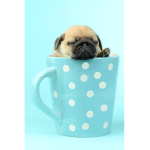 PUG IN A CUP :DD